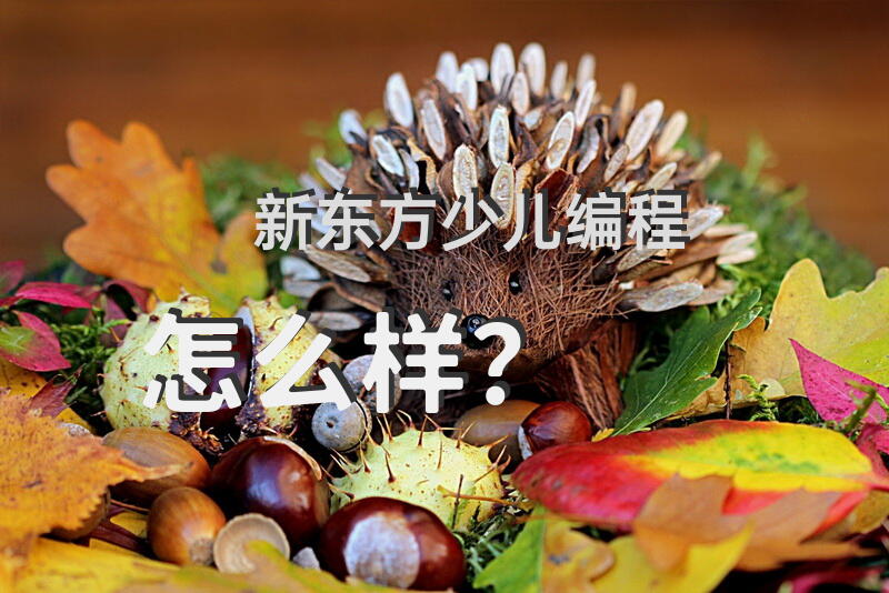 新东方少儿编程怎么样？
